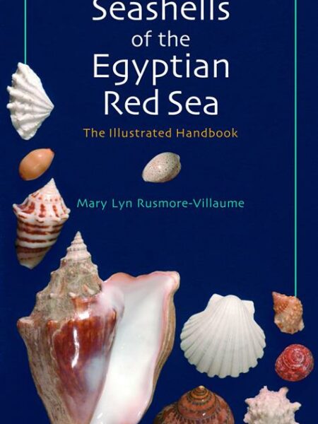 Seashells of the Egyptian Red