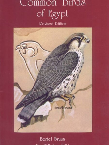 Common Birds of Egypt
