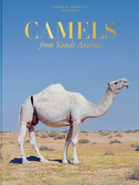 Camels from Saudi Arabia
