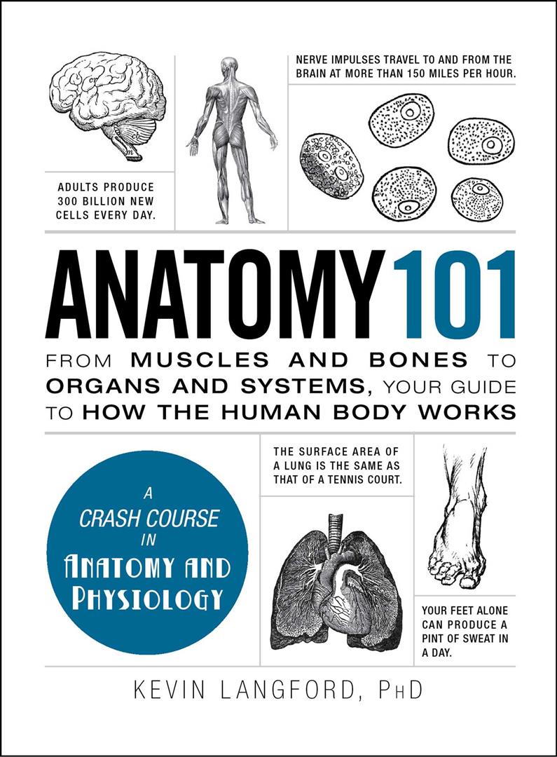 Anatomy 101: From Muscles and Bones to Organs and Systems, Y